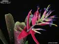 Billbergia 'Rings of Saturn'